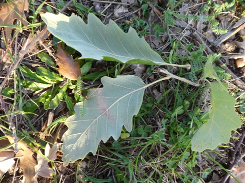 querce da identificare: Cerro (Quercus cerris)